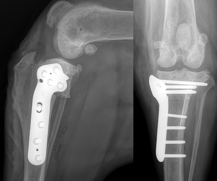 Tplo Bone Rotation Tibial Plateau Leveling Osteotomy TPLO - Foundations (EN) - Upskill.vet